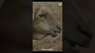 Lammie the sheep chewing2  sorry I had to  elephantdocumentary sillyhumor [upl. by Socram]