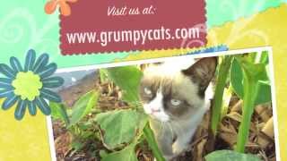 Grumpy Cat Meows [upl. by Iney521]