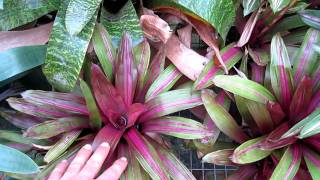 Vriesea bromeliads explained care and growing of vriesea broms [upl. by Leeban]