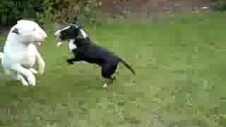 english bull terriers playing [upl. by Wenn]