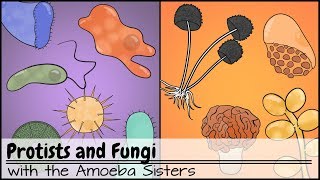 Protists and Fungi [upl. by Bradney]