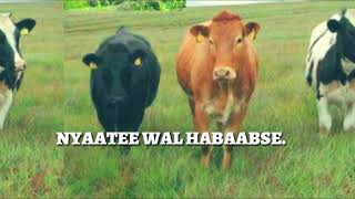 Walaloo Afaan Oromoo quotNYAATEE WAL HABAABSEquot By Hamza Aman [upl. by Enitsirhk319]