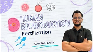 Fertilization  How fertilization occurs in human live  Fertilization in hindi live  Class 12th [upl. by Furlani]