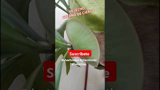 HELECHO CUERNO DE CIERVO shortvideo plantlover helechos [upl. by Nytsyrk864]