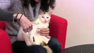 Alternatives to Declawing Cats How to Trim Cat Claws at Home [upl. by Elohcim589]