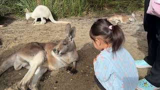 Caversham Wildlife Park a must visit lots of kangaroos and other wild animals Perth WA [upl. by Eeliram]