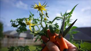 Topping Tomato Plants How Why and When You Should Do This [upl. by Nnaeinahpets91]