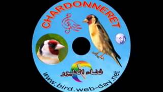 cd chant de chardonneret widani [upl. by Na676]