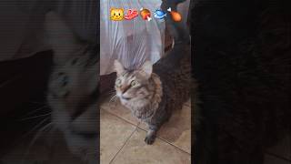 Gimme Snacks 😺 pets catvideos fyp catlover catshorts [upl. by Wynn678]