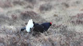 Blackgrouse lek male [upl. by Helbonnah]