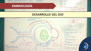 EMBRIOLOGÍA Desarrollo del ojo  Parte 1 [upl. by Hallett239]