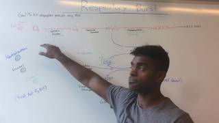 Respiratory Burst amp CGD USMLE MADE EASY [upl. by Hsizan281]