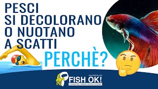 Malattie dei Pesci dacquario perchè si decolorano o nuotano a scatti [upl. by Yremrej320]