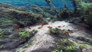 Serpae tetras in the wild [upl. by Scrope659]