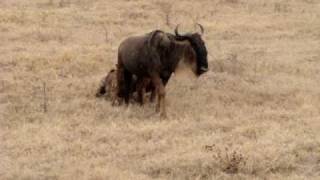 Hyena stalking wildebeest in open plains in Tanzania part 2 [upl. by Aihtnamas]