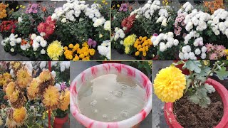 Guldaudi me dobara phool kaise payen   How to make Chrysanthemum Rebloom [upl. by Jamey]