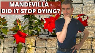 Mandevilla Update After Repot Did it Solve the LeafDrop [upl. by Gnohp399]