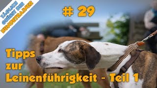 Tipps zur Leinenführigkeit bei Hunden 🐶 Schluss mit dem Leine ziehen [upl. by Dleifxam5]