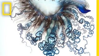 Stunning Video The Portuguese ManofWar Up Close  National Geographic [upl. by Alsworth]