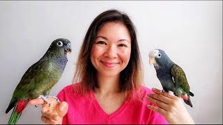 PIONUS PARROTS as PETS  EVERYTHING You Wanted to KNOW [upl. by Oznohpla384]