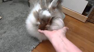 ANGORA BUNNY RABBIT BEAUTIFUL AND SWEET [upl. by Ninel]