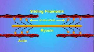 5 Details of ActinMyosin Crosslinking [upl. by Abram15]