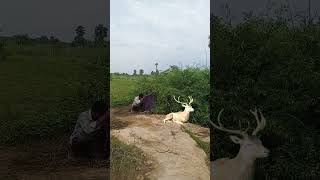 Deer catchingreal deer youtubeshorts animals trending sleeping deer viral [upl. by Conal]