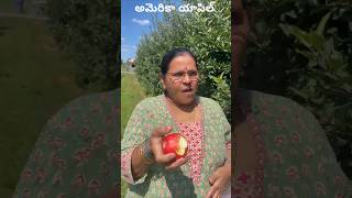 అమెరికా యాపిల్ Taste america andhra atthaya pinni [upl. by Driscoll]