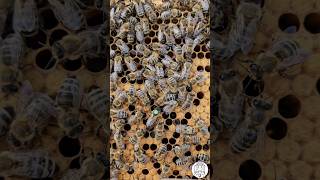 Queen Bee looking for empty Cells to lay her Eggs in 👑🐝 bees beekeeping пчеловодство imkern fyp [upl. by Minardi]