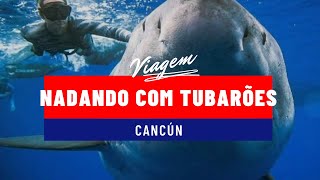 Nadando com TUBARÕES Isla Mujeres  O que fazer em Cancun México 🇲🇽 [upl. by Nirek]