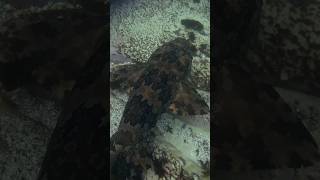 Very curious Wobbegong shark underwaterphotography [upl. by Wyly]