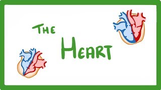 GCSE Biology  The Heart 23 [upl. by Adnilemreh958]