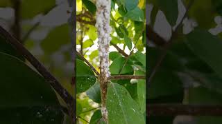 Ants and Aphids lifeornamental plant pest control [upl. by Fricke]