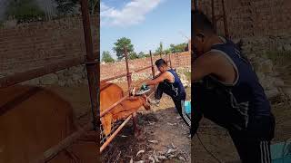 The process of trimming cattle ox horn Good tools and machinery can increase work efficiency [upl. by Wanfried]