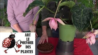 Conseil jardinage Entretien et arrosage du Medinilla magnifica Plante verte d intérieur [upl. by Emilee]