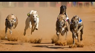 Top 10 Fastest Dog Breeds in the World [upl. by Rubina]