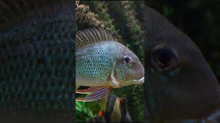 Geophagus Altifrons shorts fishkeeping fishkeeper fish fishtank aquarium cichlid [upl. by Essilrahc780]