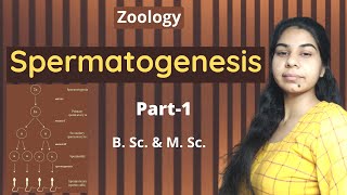 Spermatogenesis Part1  B Sc and M Sc  Zoology [upl. by Christenson439]