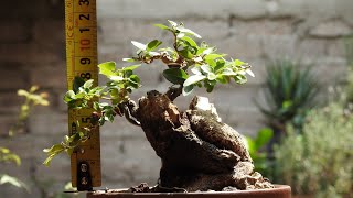 Ligustrum bonsai [upl. by Sanbo93]