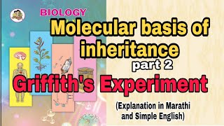 Molecular basis of inheritance part 2  Griffiths Experiment class 12 Biology [upl. by Nalliuq868]