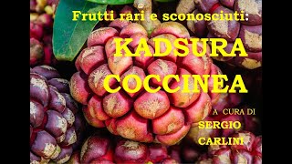 Frutti rari e sconosciuti Kadsura coccinea a cura di Sergio Carlini [upl. by Eelime]