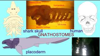 GNATHOSTOMES SKELETAL FEATURES [upl. by Ylrak]