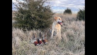 South Dakota Pheasant Hunting 2023  Unseasonably Warm [upl. by Branch]