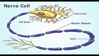 Two Minutes of Anatomy Myelin Sheath [upl. by Fermin918]