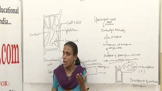 Ectocarpus Lecture BSc MSc by Dr Anupama Goyal [upl. by Ziguard276]