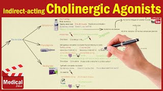 Pharmacology ANS 7 Indirect Acting Cholinergic Drugs Edrophonium  Physostigmine  Neostigmine [upl. by Treblih163]