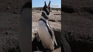 Magellanic penguin braying for WorldPenguinDay [upl. by Malcah]