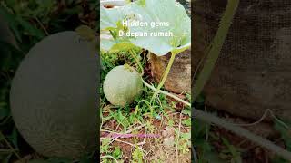 Tanaman melon didepan rumah subsidi [upl. by Uke]