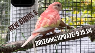 New Birds amp Breeding update 91524 [upl. by Lashond]