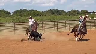 Billings Horse Sale [upl. by Wallach]